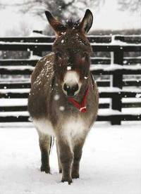 Charity Christmas card Donkey Sanctuary.jpg